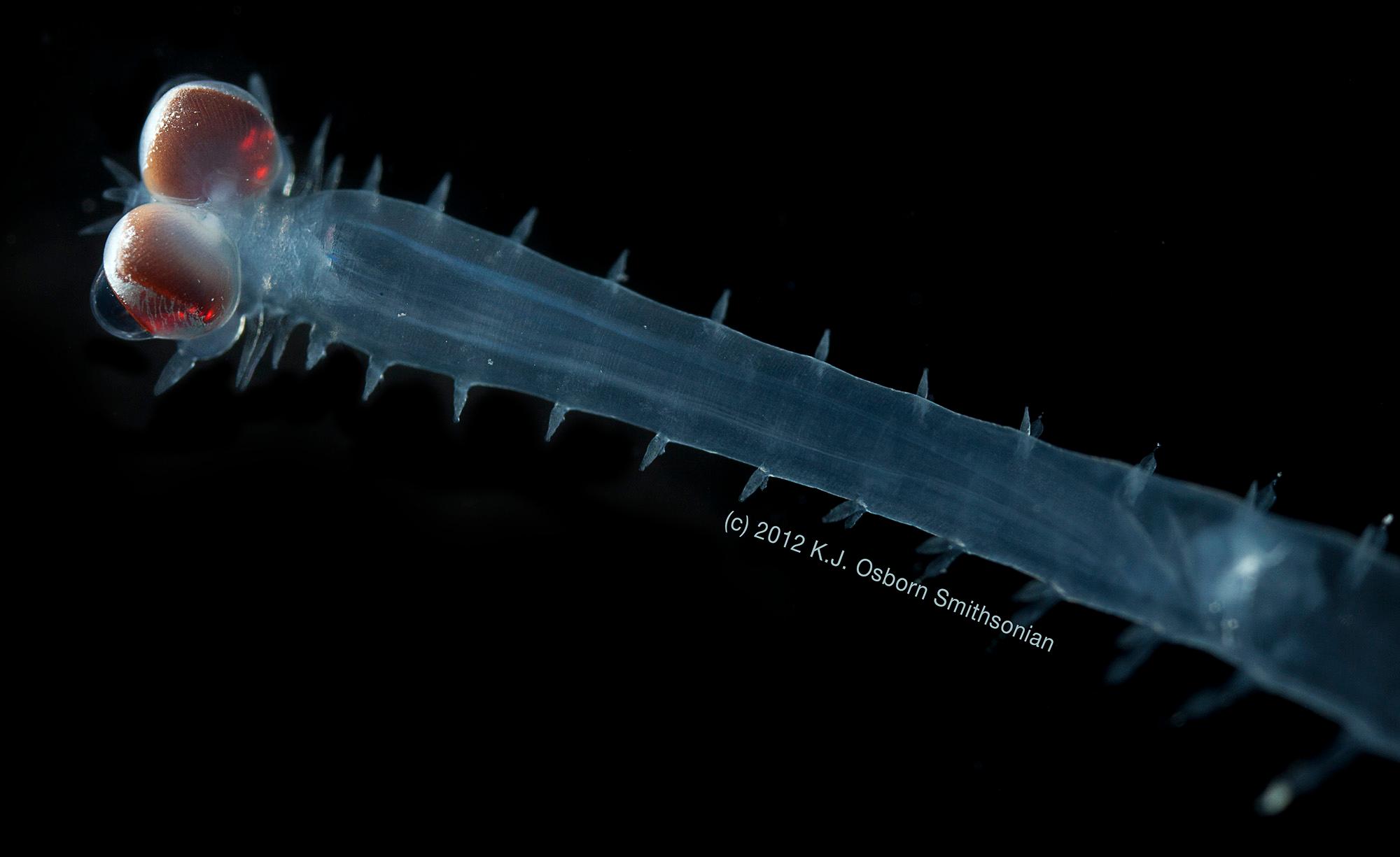 14 Fun Facts About Marine Bristle Worms Science Smithsonian