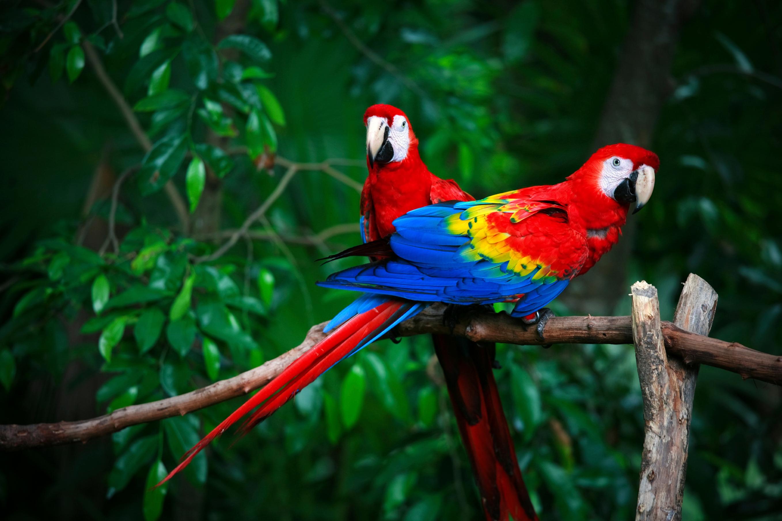 14-fun-facts-about-parrots-science-smithsonian