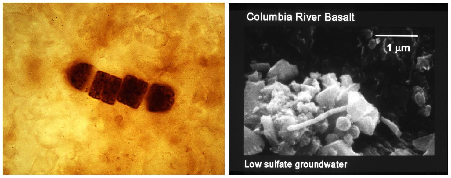 Ancient Life on the Moon — From Earth Daily Air & Space Magazine