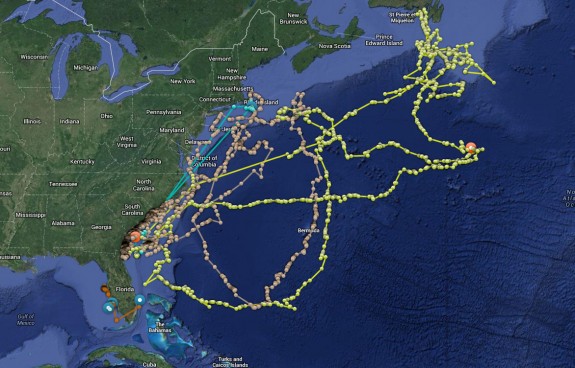 12_19_2013_sharks mature north america