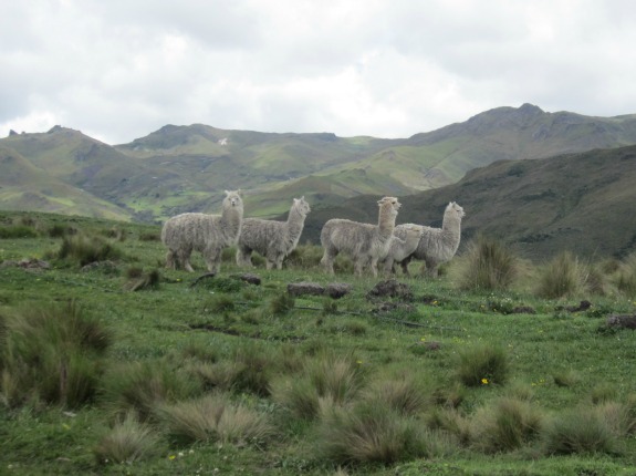Alpacas1