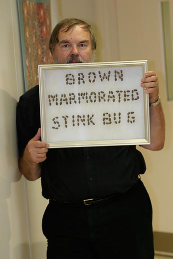 BrownMarmoratedStinkBug-Gary-Hevel Courtesy of Steve Lingafelter