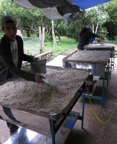 Coconut Shavings
