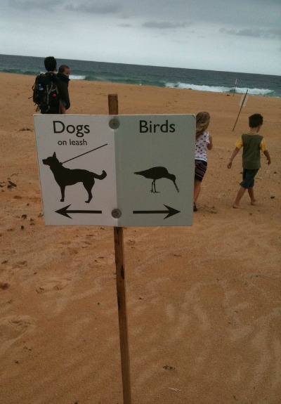 DogsCampingBirds
