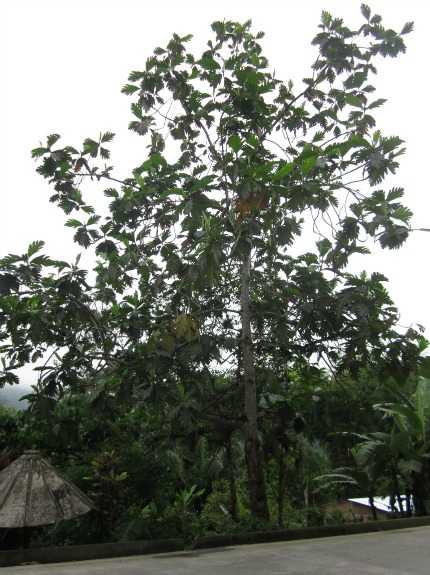 EcuadorBreadfruitBIG