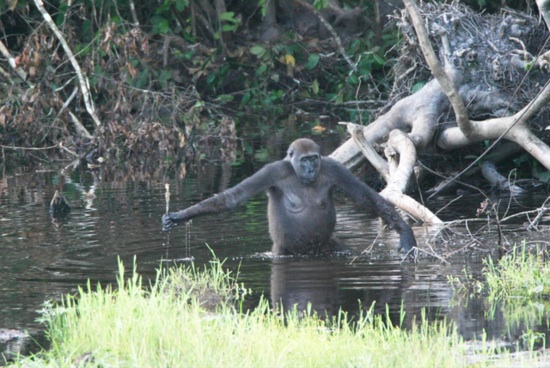 http://public.media.smithsonianmag.com/legacy_blog/Gorilla.jpg