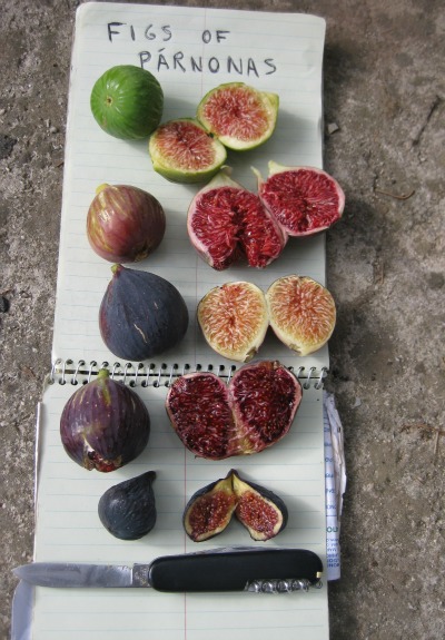 ParnonasFigs