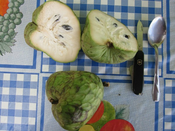 Peru-Cherimoyas-web Cherimoyas