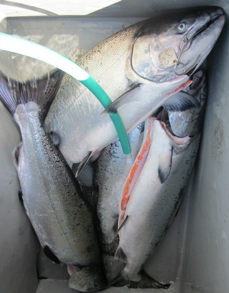 SalmonInBoxBIG