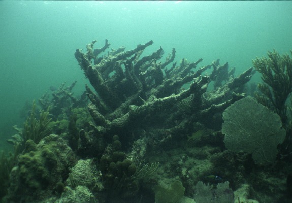 SeaLevelCoralBIG