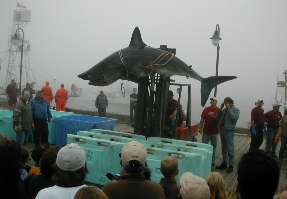 SharksMakoBIG