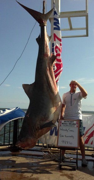 SharksTigerBIG