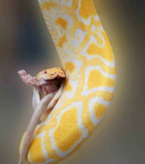 SnakeRatBIG