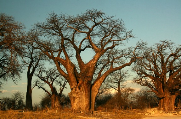 http://public.media.smithsonianmag.com/legacy_blog/TreesBaobabBIG.jpg
