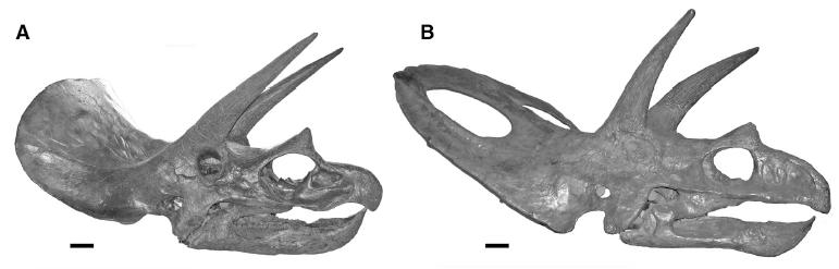 Triceratops-skulls.jpg