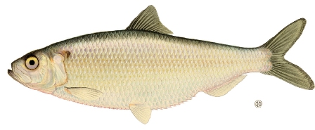 blueback_herring.jpg