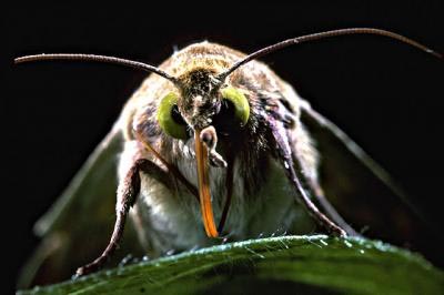 bollworm.jpg