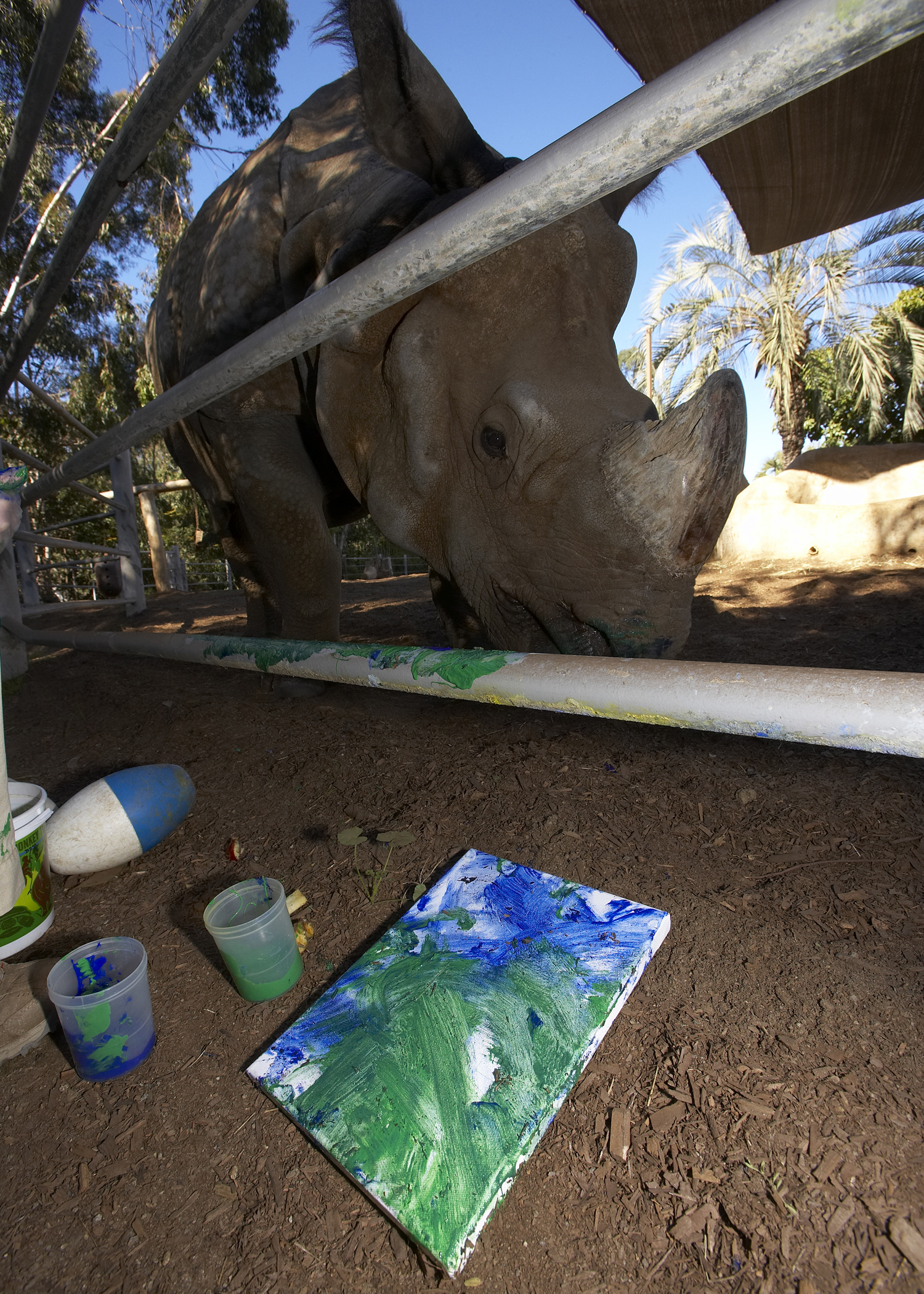 paintingrhino3.jpg