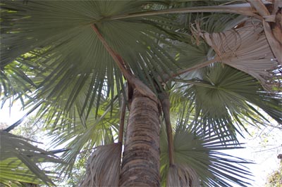 palm.jpg