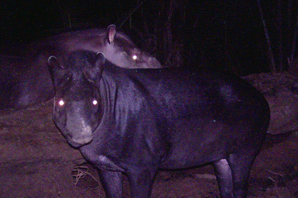 tapir