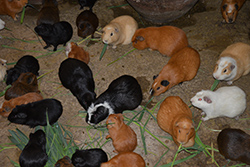 Guinea pigs, a Peruvian delicacy