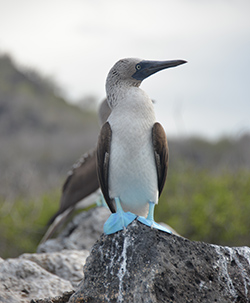 Blue-footed Booby, Floreana Island