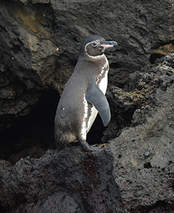 Galapagos Penguin, Floreana Island