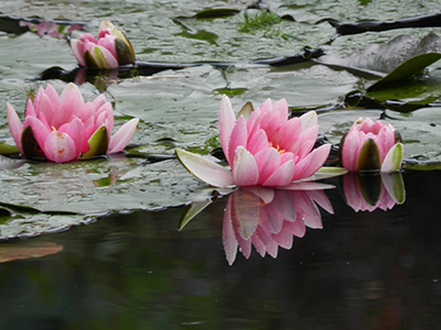 Lilies in bloom reflected in Monet's Water Lily pond