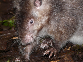 It might not be cute discovery, but seeing any species for the first time ever is a cause for celebration. Photo by Kristofer Helgen.  