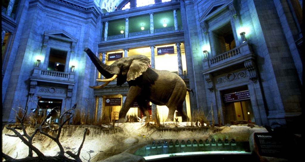 DC Museums are Open, Zoo Closed At the Smithsonian Smithsonian