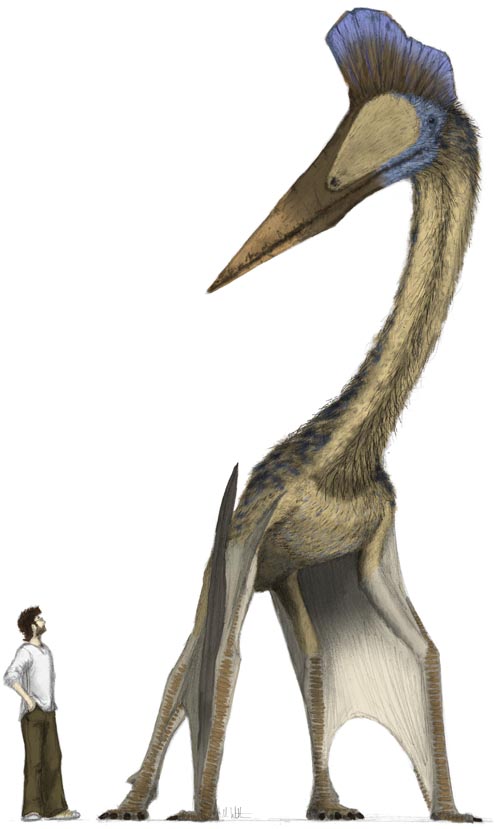 hatzegopteryx.jpg