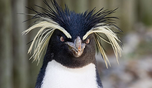 A rockhopper penguin on the Falklands Islands