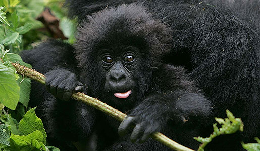 A baby mountain gorilla celebrates his birthday in his own way. 