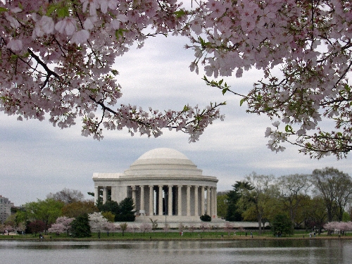 Cherry blossoms frame the Jefferson Memorial in spring. Photo by Laura Campbell