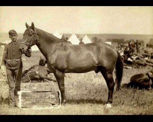 Comanche, the only U.S. Army survivor in the Battle of Little Bighorn, photographed in 1887