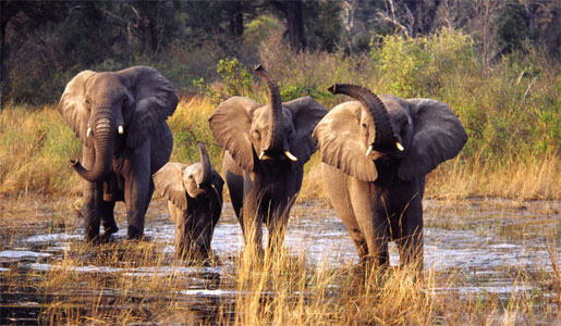 Elephants at a watering hole.    Photo: Leo Dos Remedios