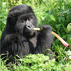 A mountain gorilla finds a meal in the Ugandan jungle.