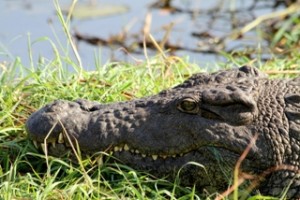 Crocodile - Photo by Hillary Young.