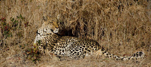 The regal Legadima, overseeing her territory.  Photo by Claire Tinsley