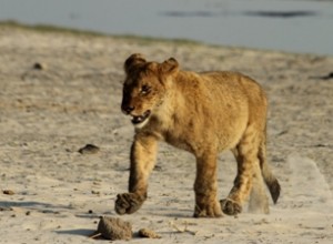 Lion. Photo by Hillary Young.