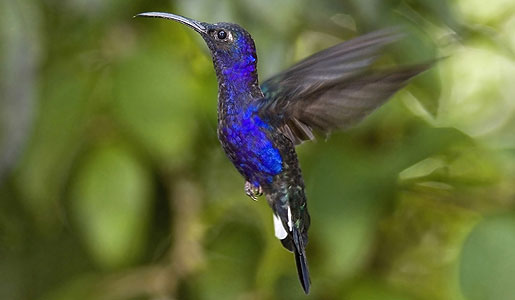 The Violet Sabrewing Hummingbird is one of many bird species found in Costa Rica.